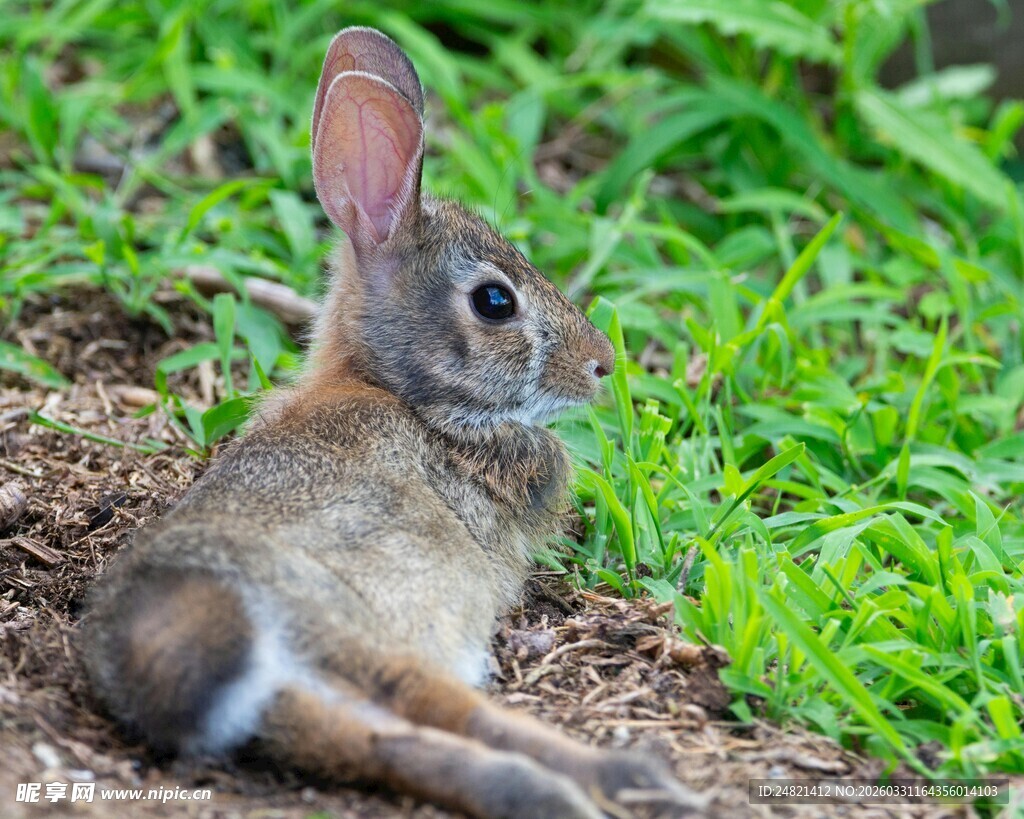 草地上休憩的可爱小兔子