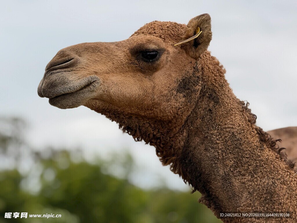 骆驼特写