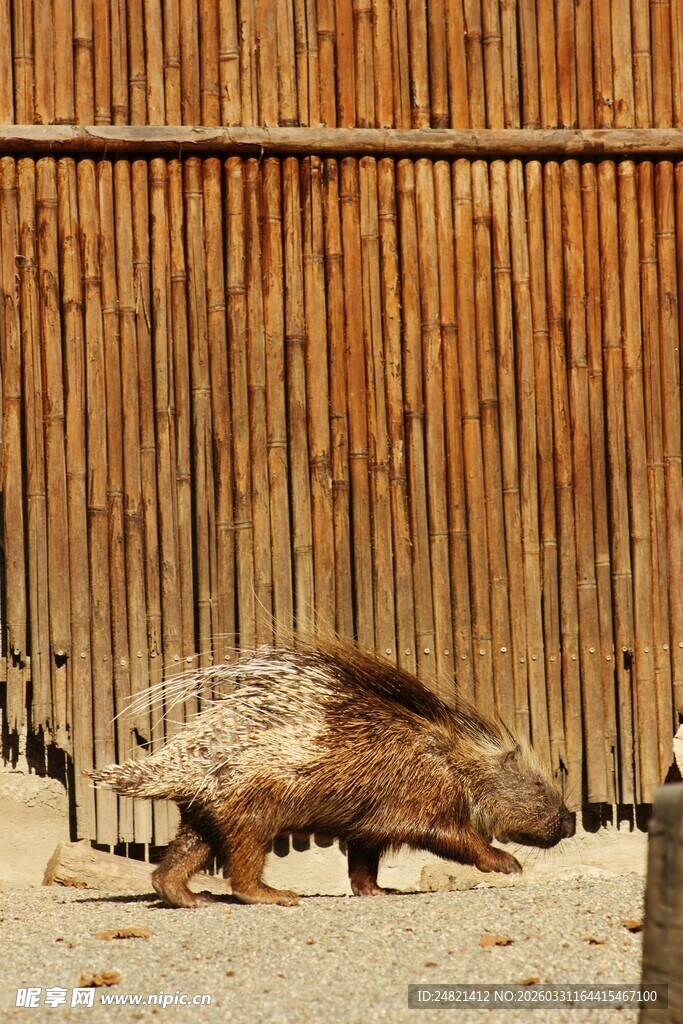 围栏边行走的野猪