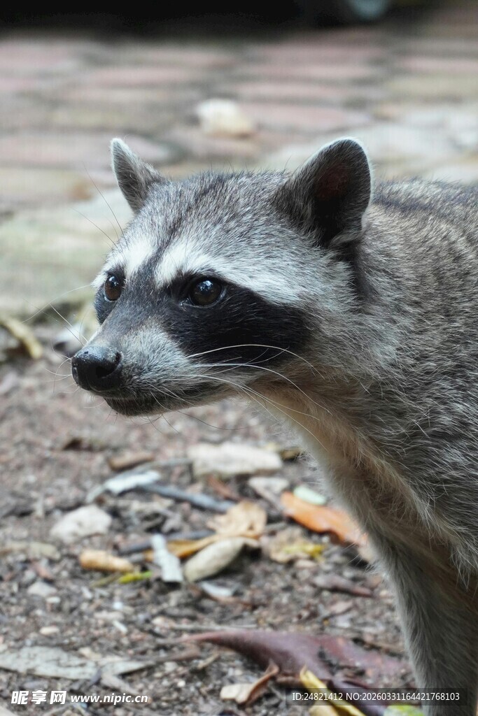 户外站立的可爱浣熊