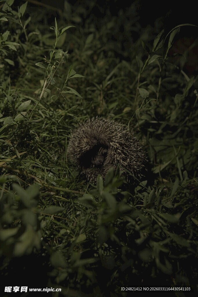 草丛中的神秘小动物