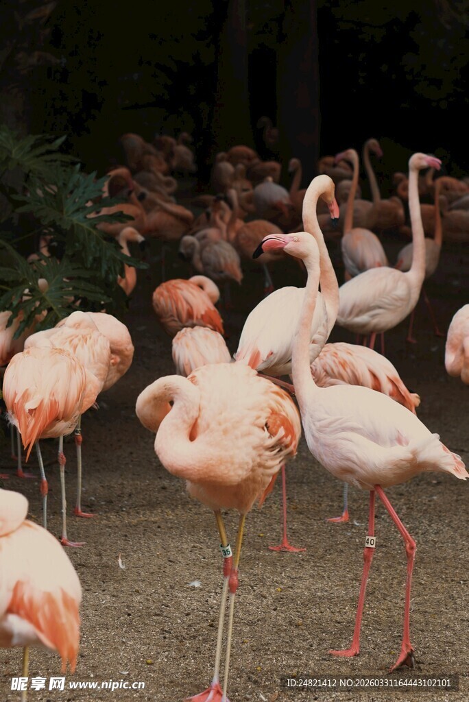 一群火烈鸟聚集在户外