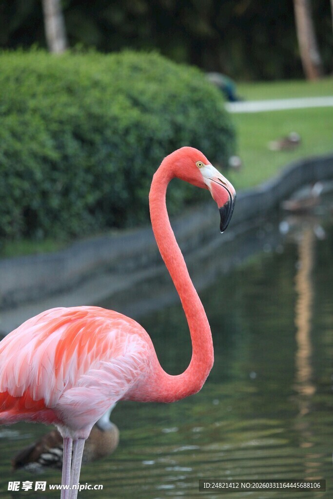 水中优雅的粉红火烈鸟
