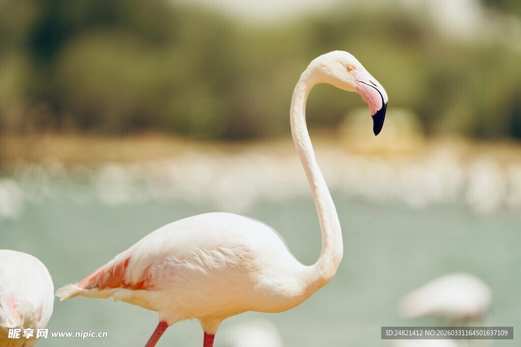 优雅火烈鸟于水边静立