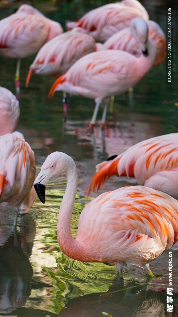 优雅火烈鸟于水中栖息