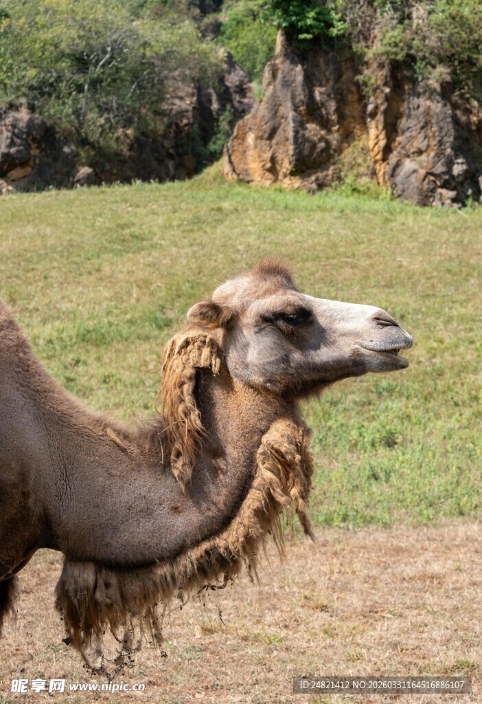 草原上的骆驼