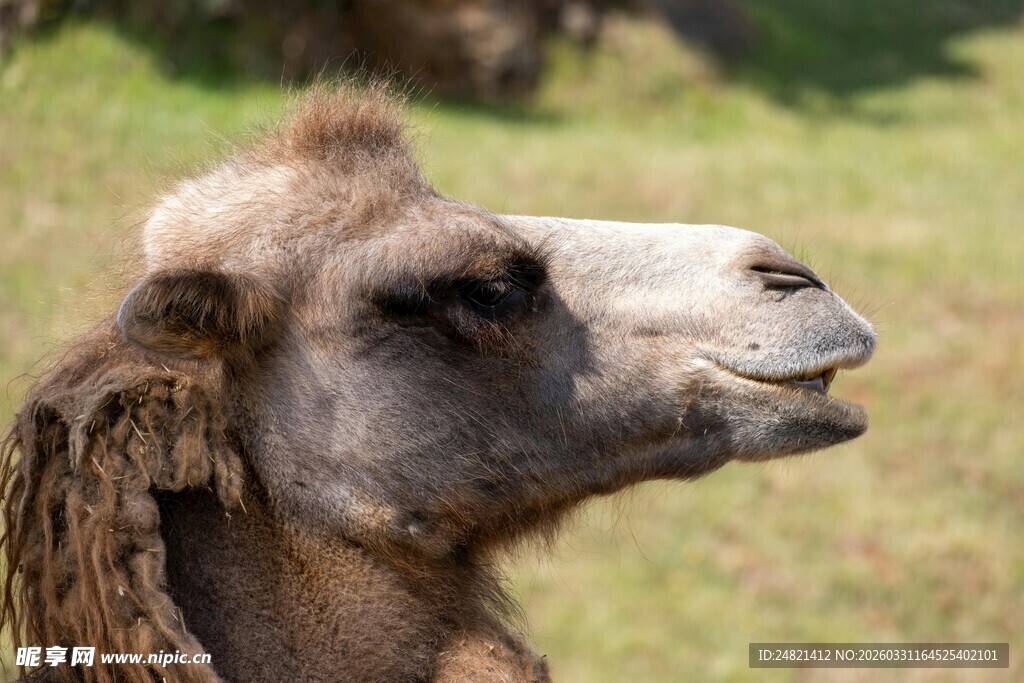 骆驼特写