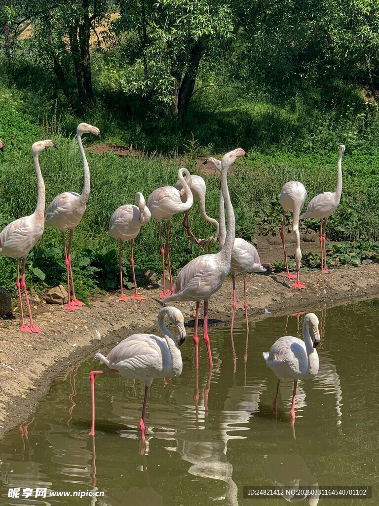 水边的火烈鸟群