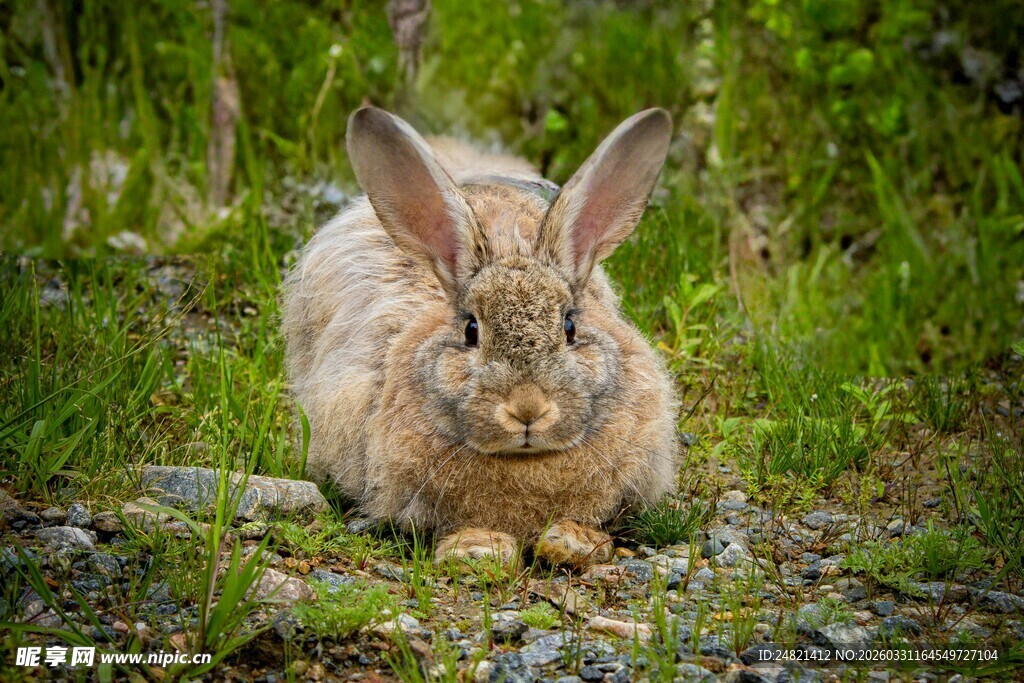 野外可爱大耳兔