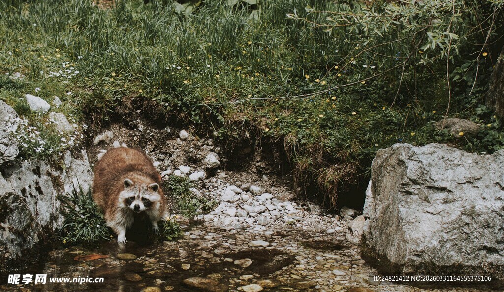 溪边小狗穿行于石间草丛