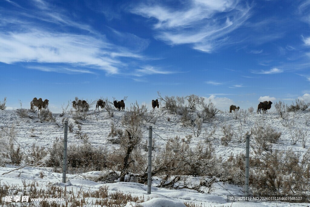 雪地中漫步的动物群