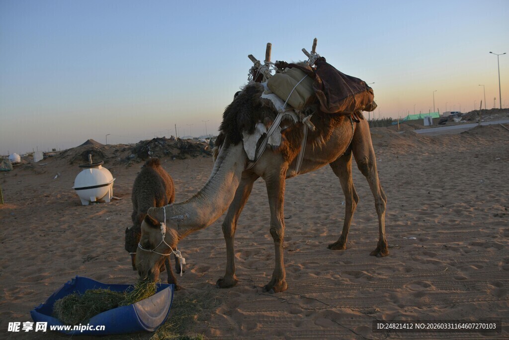 沙漠中站立的骆驼