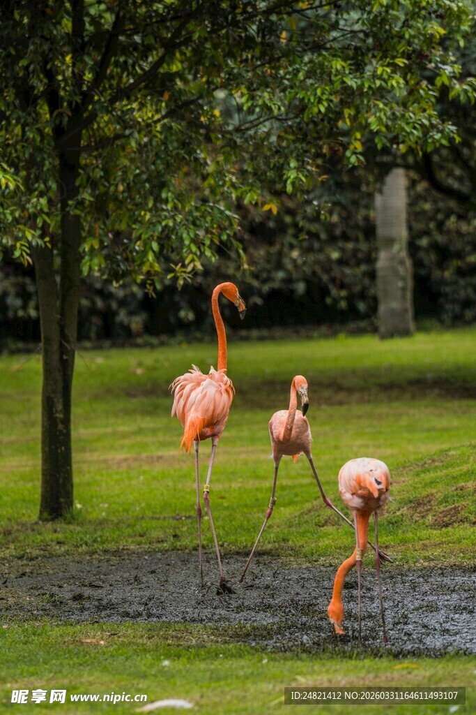 草地上的粉色火烈鸟雕塑