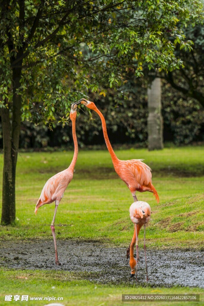 草地上的三只火烈鸟