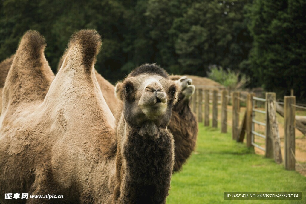 草原上的骆驼