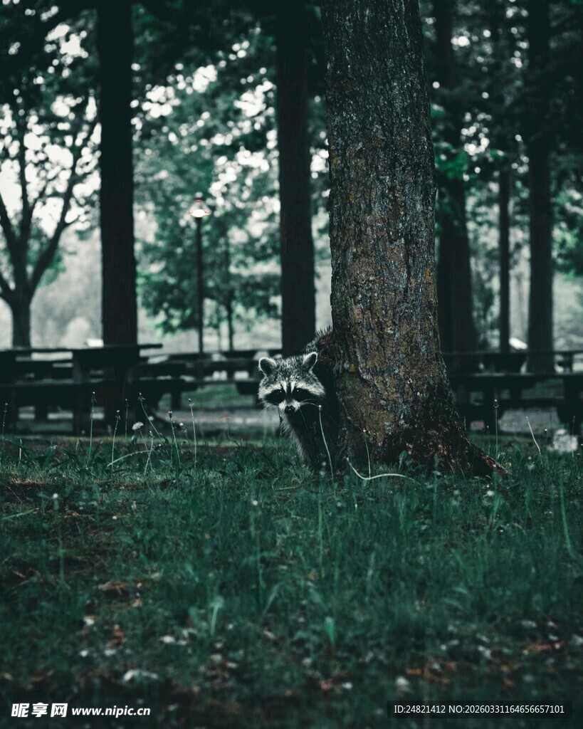 森林中的静谧大树与长椅
