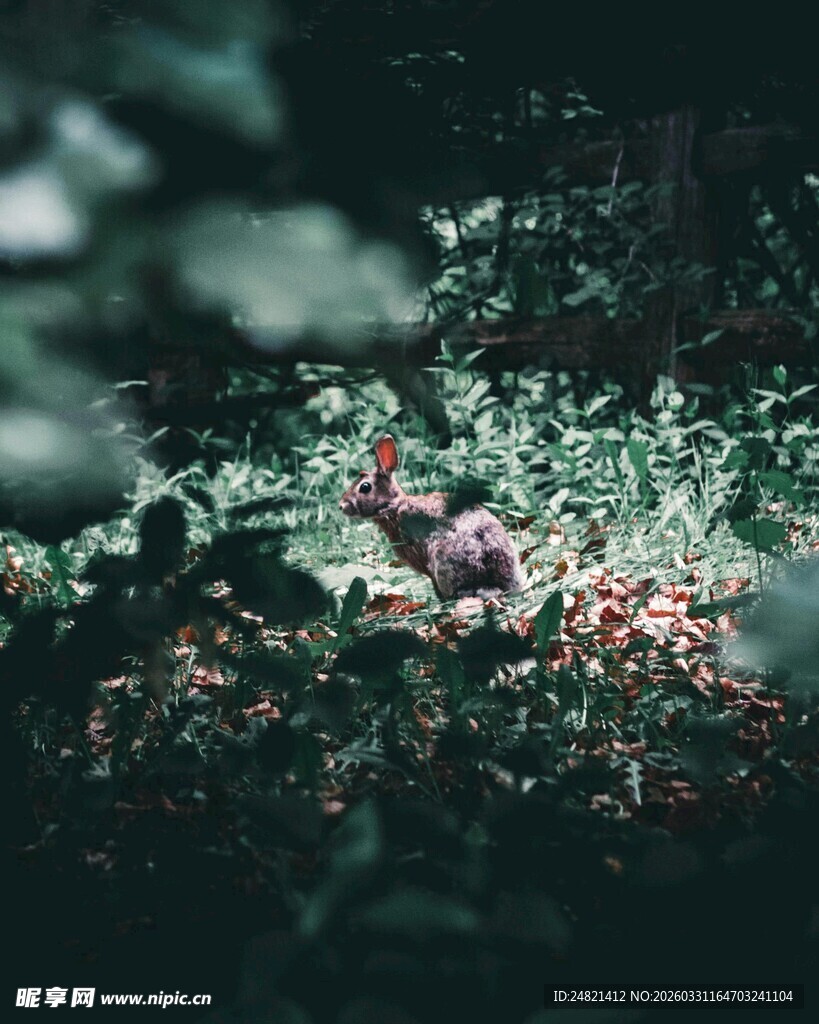 繁茂绿植中的多彩花卉