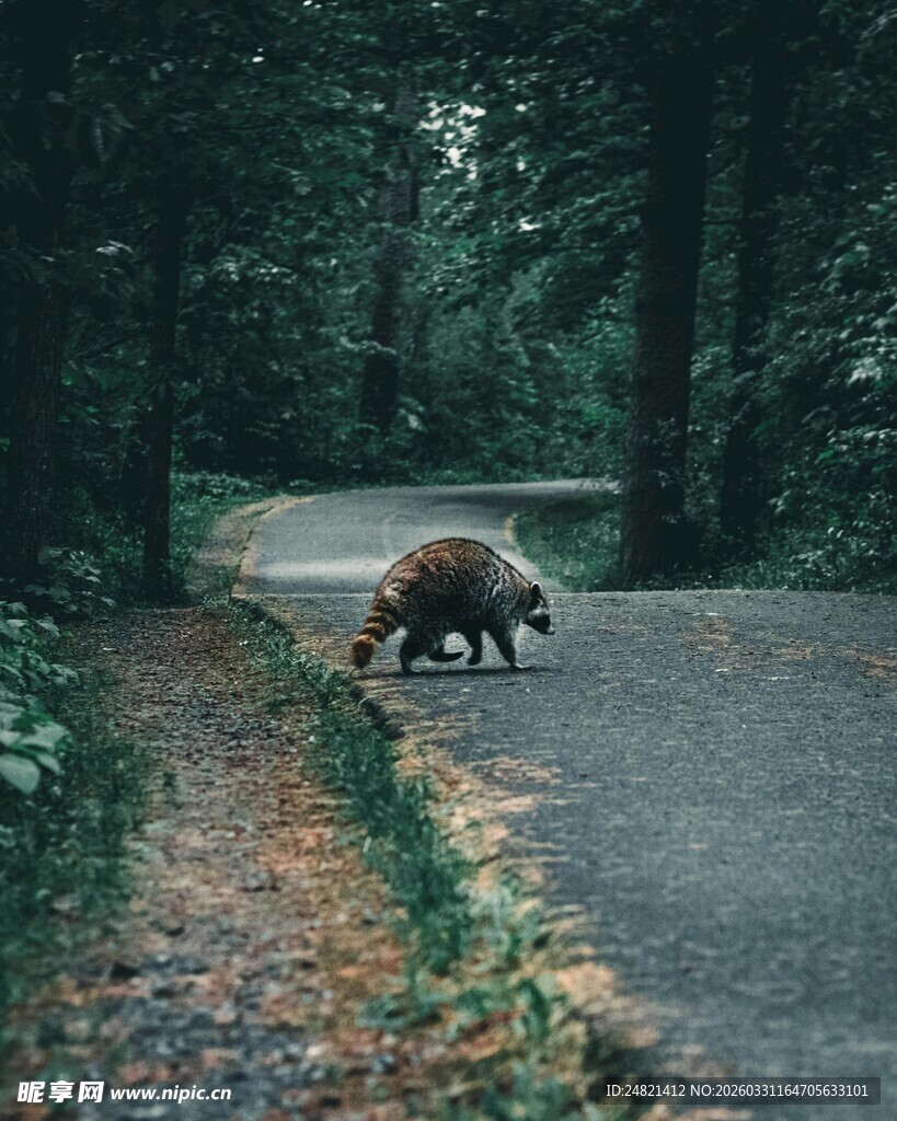 林间路上的觅食野猪