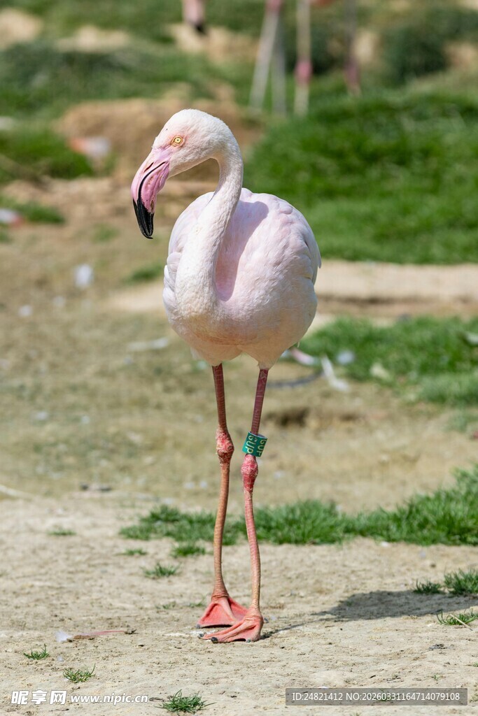 单腿站立的粉色火烈鸟