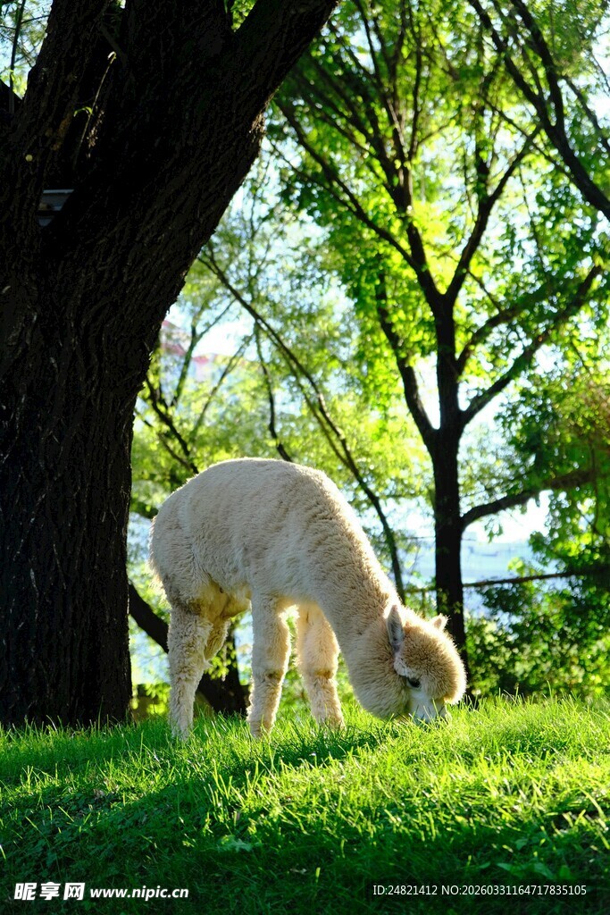 草地上吃草的白色羊驼
