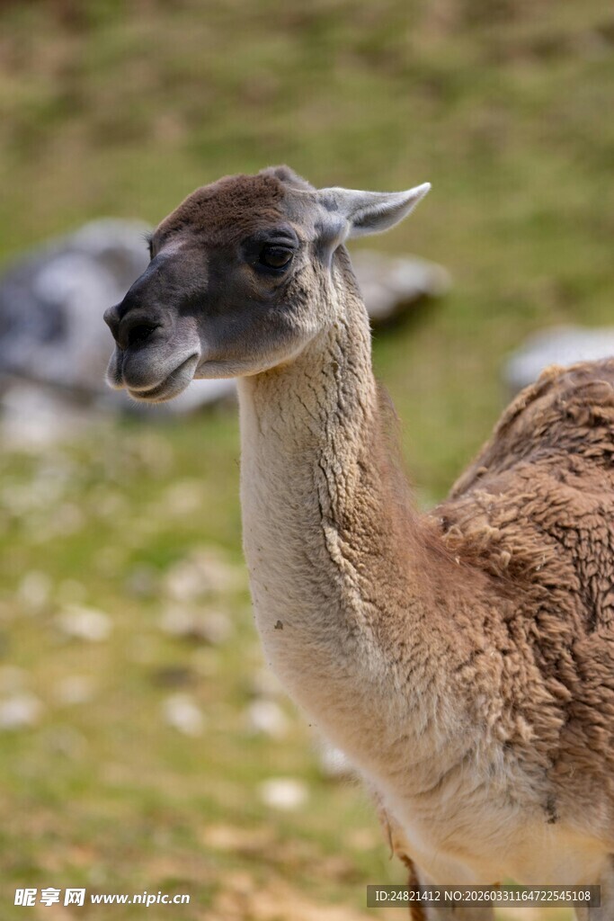 草地上的可爱小羊驼