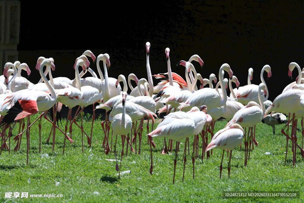 草地上的火烈鸟群