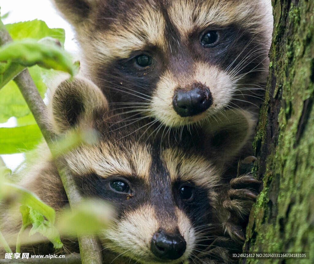 可爱小浣熊依偎在树旁