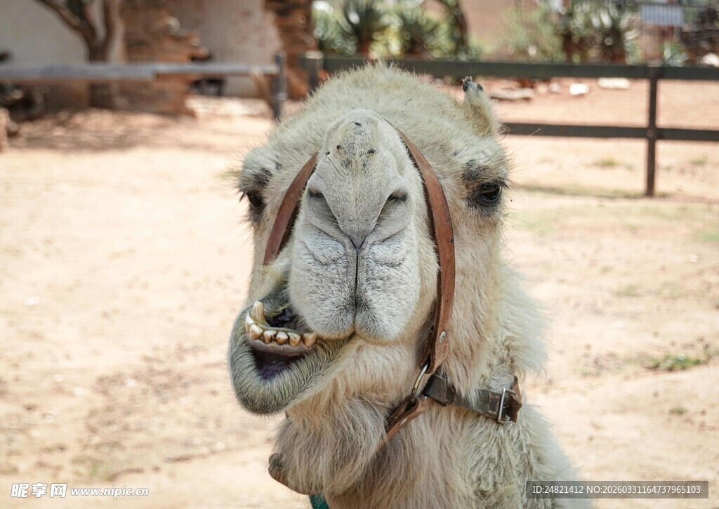 骆驼特写