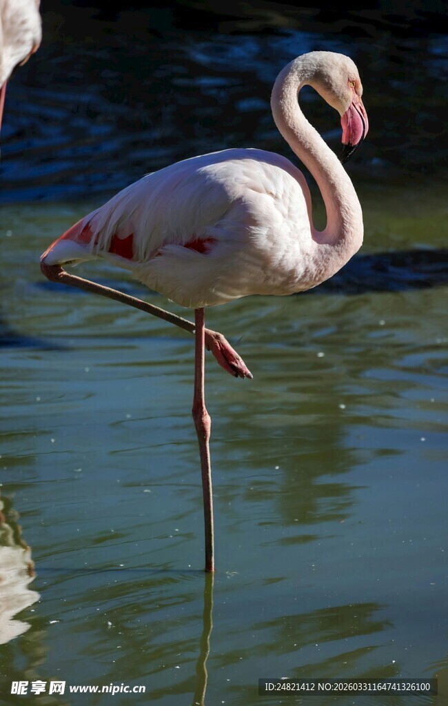单腿站立的优雅火烈鸟