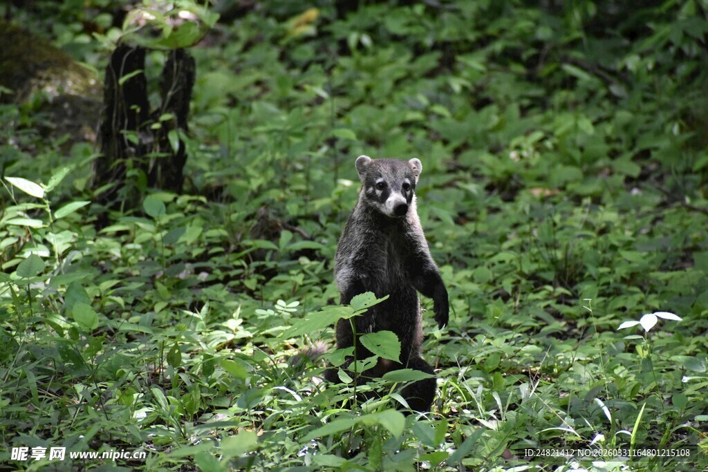 林中站立的可爱小浣熊