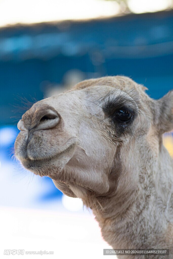 骆驼特写