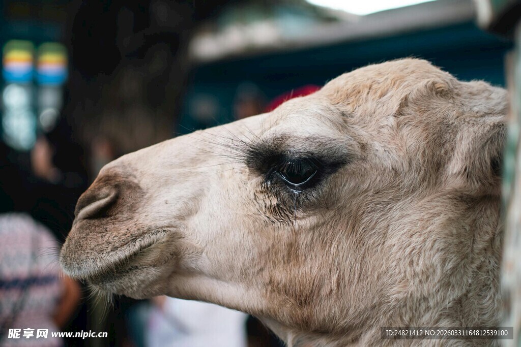 骆驼特写