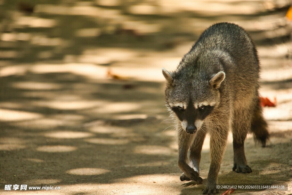 行走的浣熊
