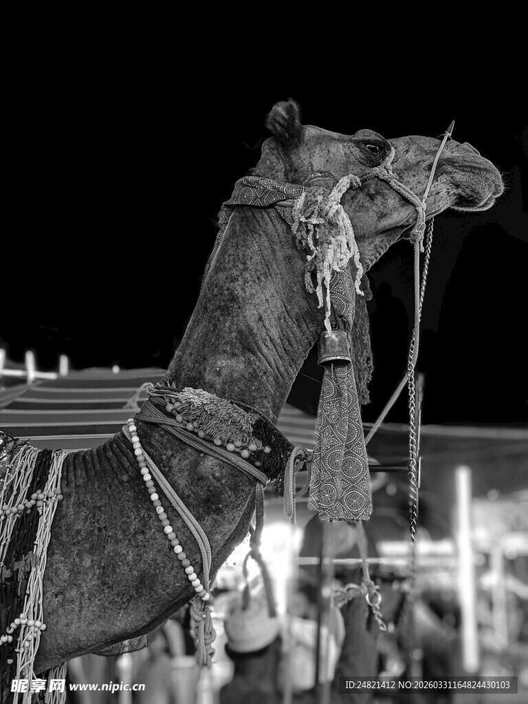 夜晚街边的装饰骆驼