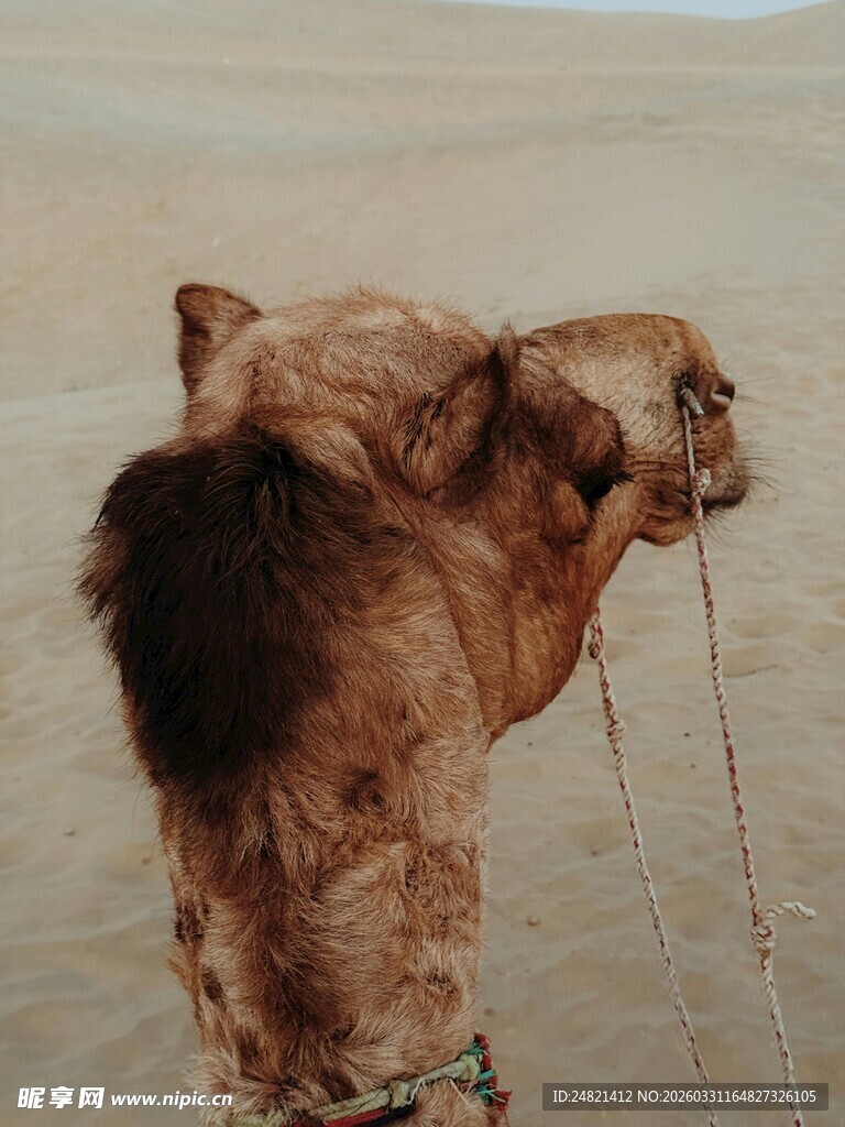 沙漠中的骆驼特写