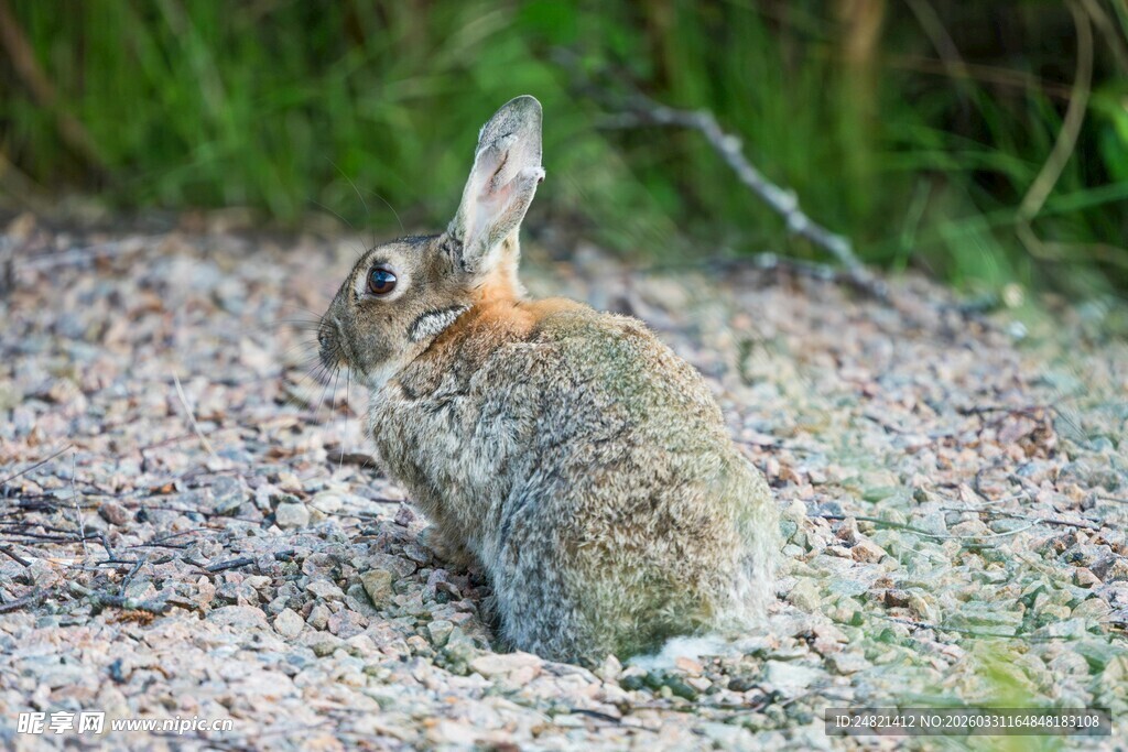 野外蹲坐的灰毛小兔子