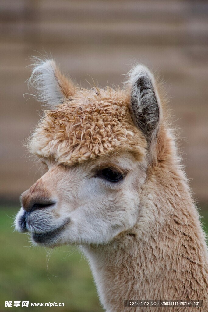 可爱羊驼特写