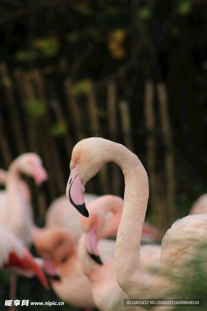 优雅火烈鸟的美丽姿态