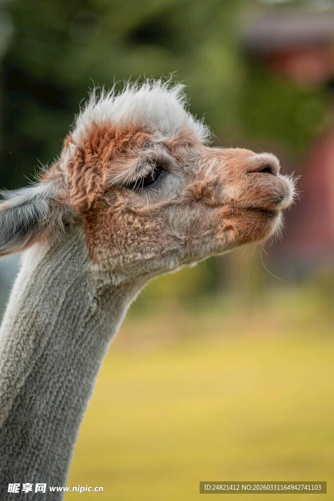可爱羊驼侧头特写