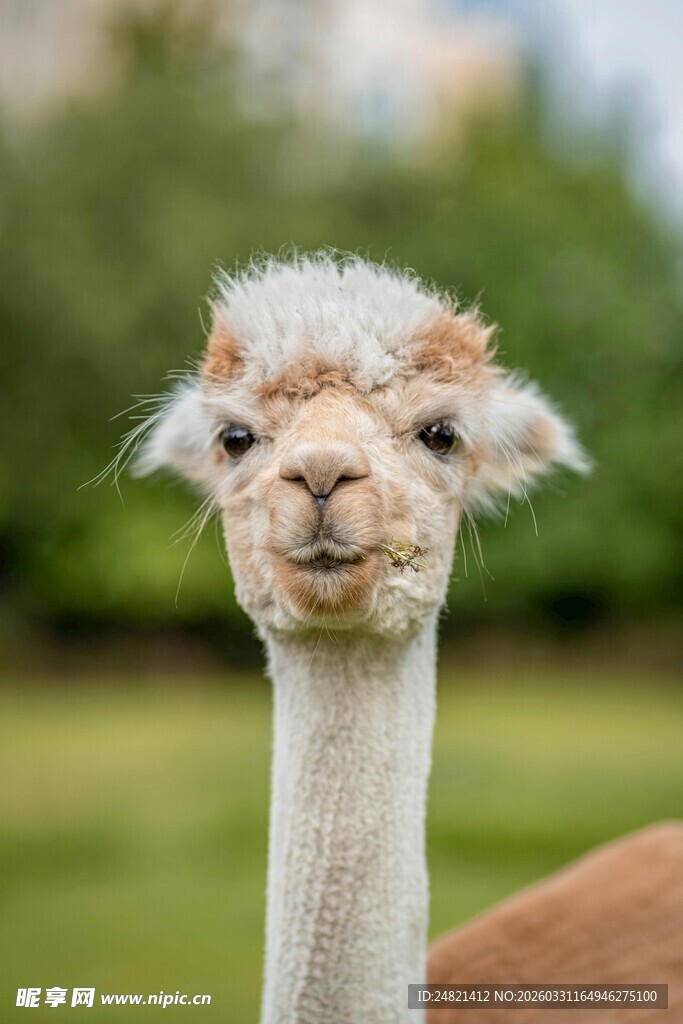 可爱羊驼特写