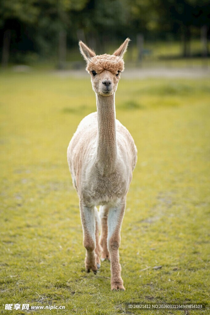 草地上的可爱羊驼