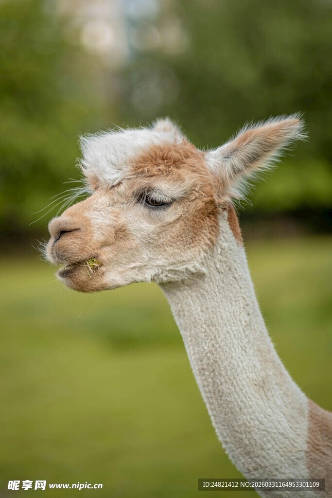 可爱羊驼特写