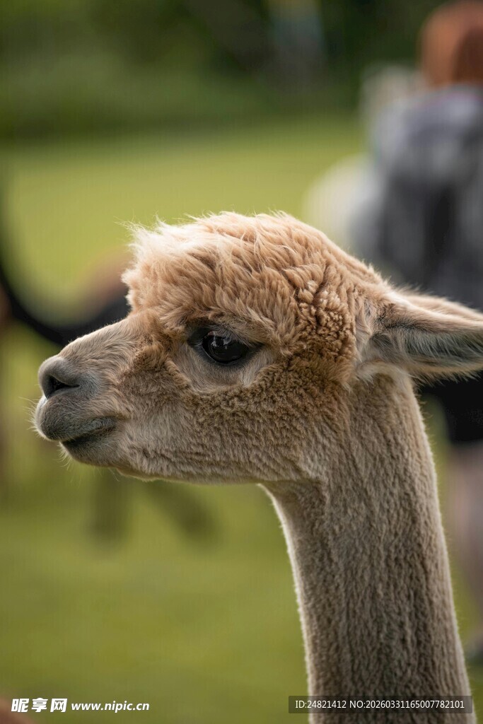 可爱羊驼特写