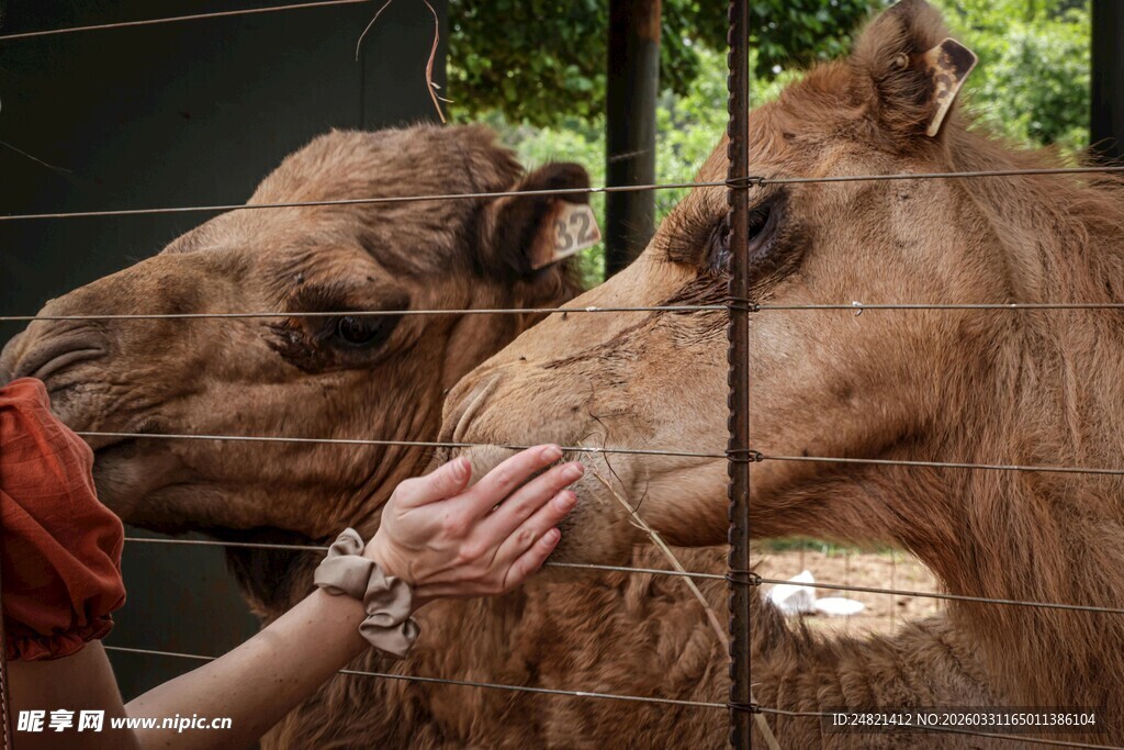 人与骆驼亲密互动场景