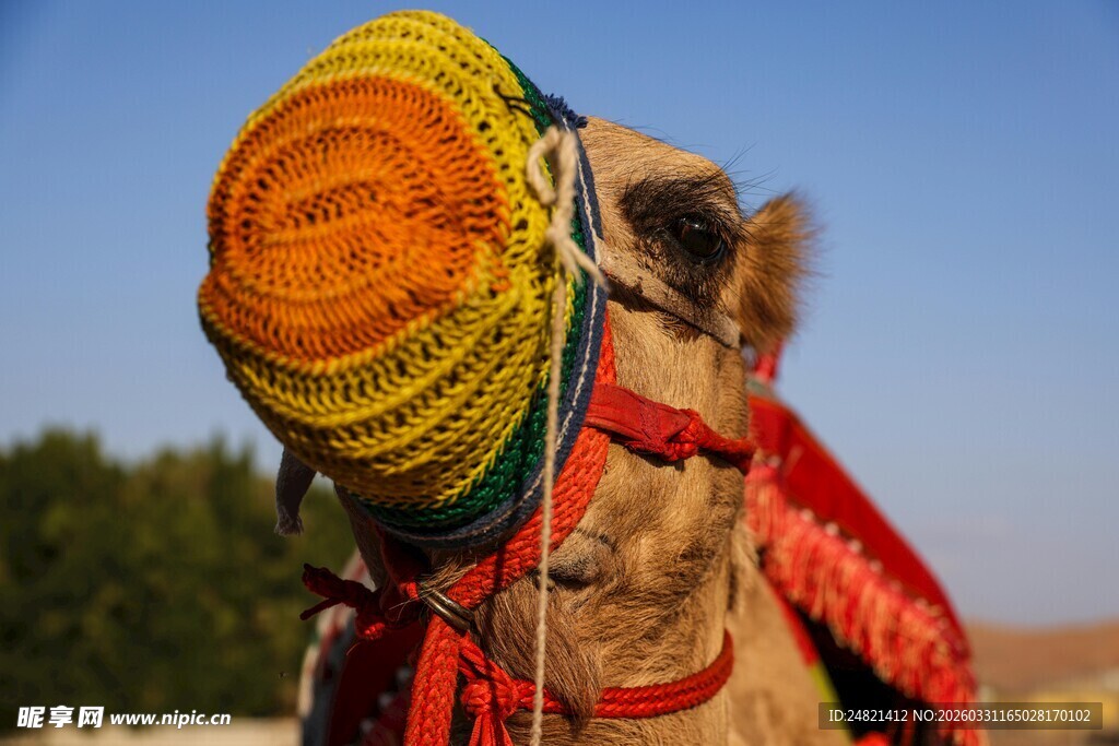 头戴彩饰的可爱骆驼