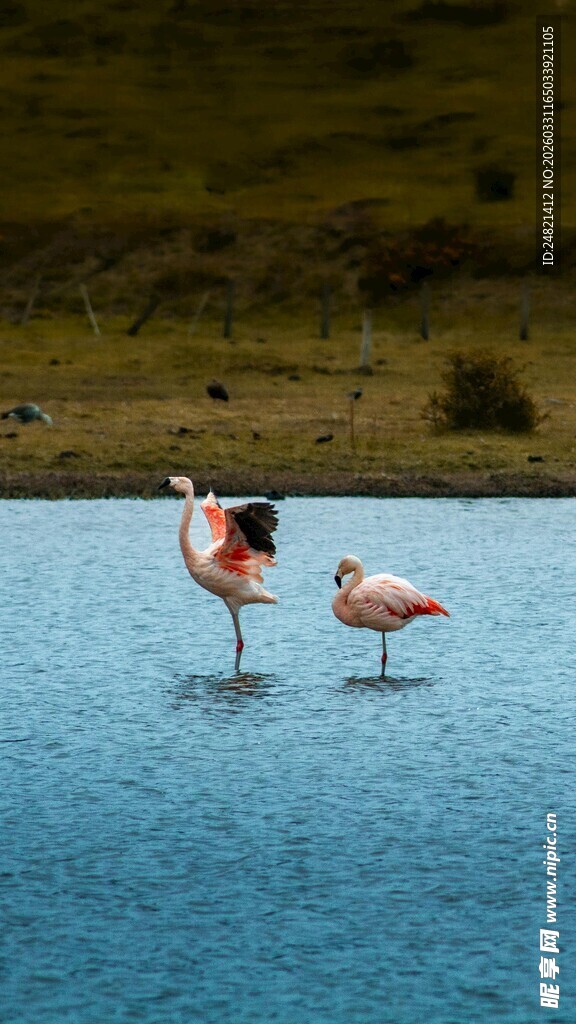 水中漫步的优雅火烈鸟