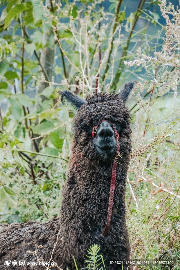 棕色羊驼站在绿植间