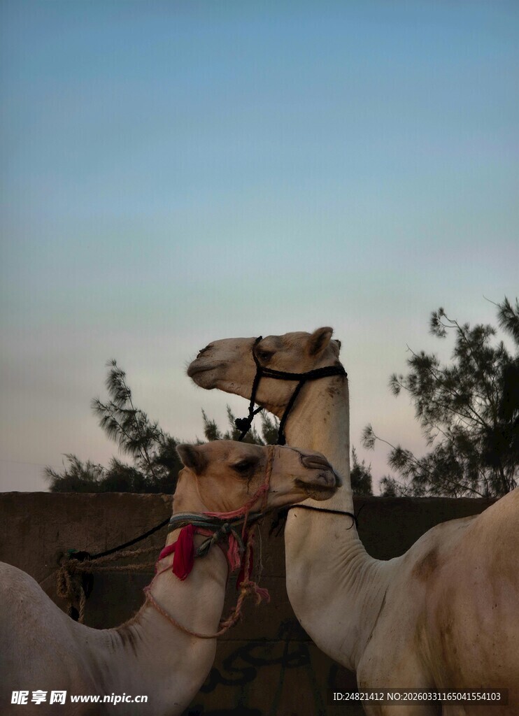 沙漠中的双骆驼