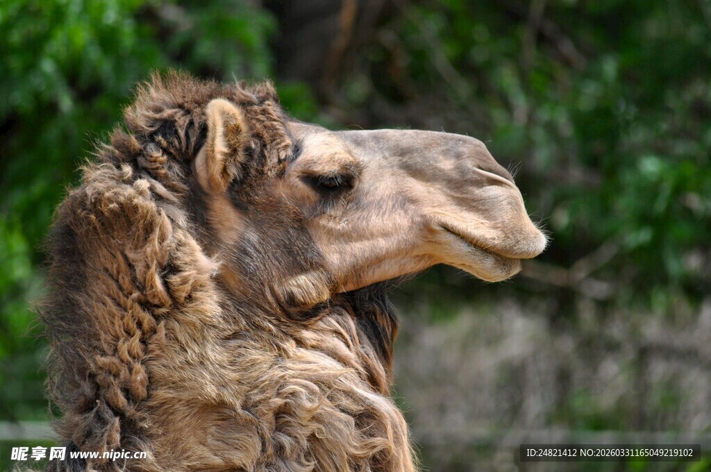 骆驼特写