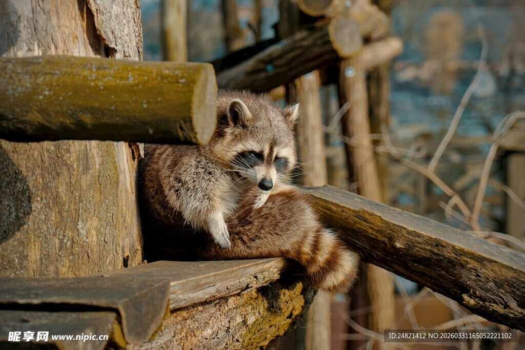 猫头鹰栖息于木制结构处